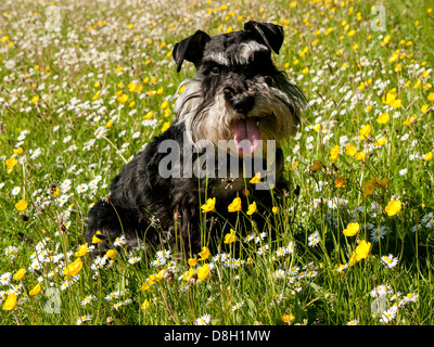 Ein Zwergschnauzer ein Feld von Butterblumen und Gänseblümchen Stockfoto