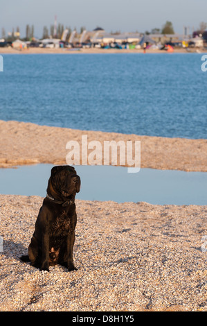 Black Dog am Strand Stockfoto