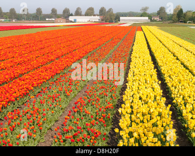 Bereich von gelb, rot und orange Tulpen in voller Blüte mit Tulpe Baumschule im Hintergrund Stockfoto