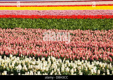 Tulpenfelder in der Nähe von Keukenhof Gärten, Lisse, Niederlande. Stockfoto
