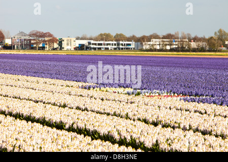 Hyazinthe Felder in der Nähe von Keukenhof Gärten, Lisse, Niederlande. Stockfoto