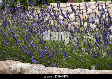 Lavendel auf einer Steinmauer Stockfoto