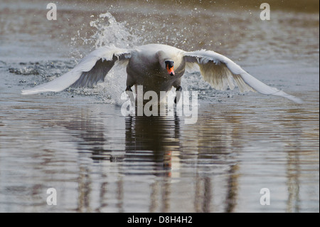 Höckerschwan Cygnus Olor, Deutschland Stockfoto