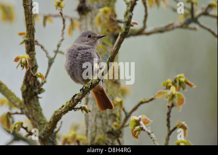 Hausrotschwanz, Phoenicurus Ochruros, Deutschland Stockfoto