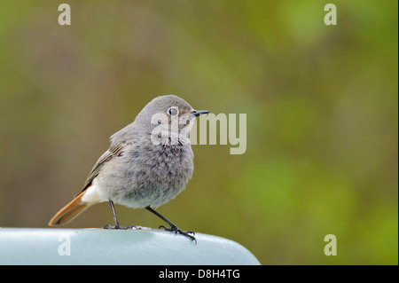 Hausrotschwanz, Phoenicurus Ochruros, Deutschland Stockfoto