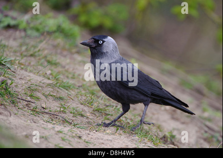 westlichen Dohle, Coloeus Monedula, Deutschland Stockfoto