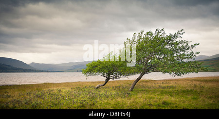 Verformte Bäume an einem See in den schottischen Highlands, Schottland, Vereinigtes Königreich Stockfoto