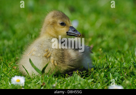 Graugans Anser Anser, Niedersachsen, Deutschland Stockfoto