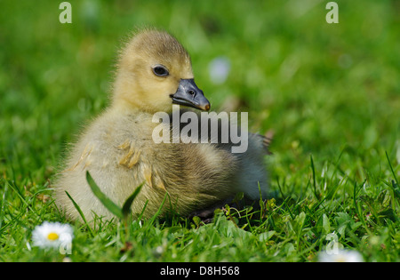 Graugans Anser Anser, Niedersachsen, Deutschland Stockfoto