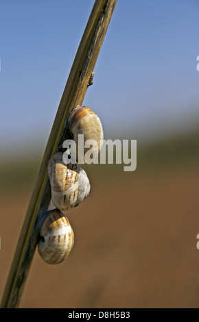 Drei Schnecken Stockfoto