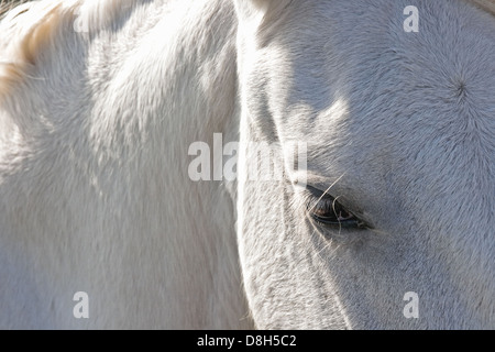 Camargue-Pferd Stockfoto