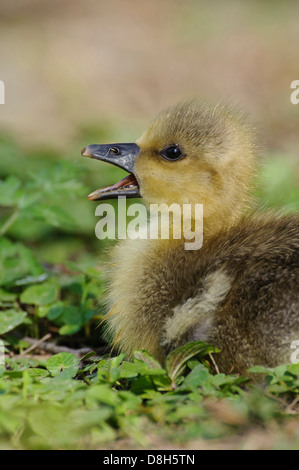 Graugans Anser Anser, Niedersachsen, Deutschland Stockfoto