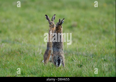 Feldhasen kämpfen, Lepus Europaeus, Niedersachsen, Deutschland Stockfoto