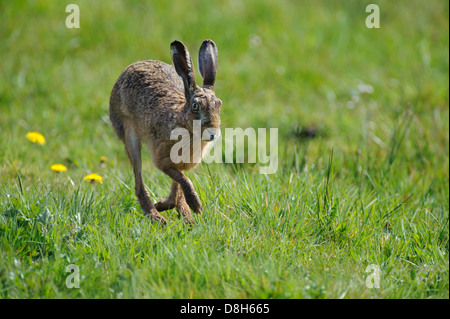 Feldhase Lepus Europaeus, Niedersachsen, Deutschland Stockfoto