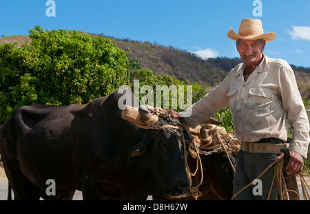 Kuba-Cienfuegos Greis Cowboy Porträt mit Ochsen am Straßenrand im landwirtschaftlichen Bereich Stockfoto