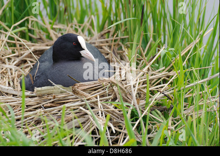 Eurasische Blässhuhn, Fulica Atra, Deutschland Stockfoto