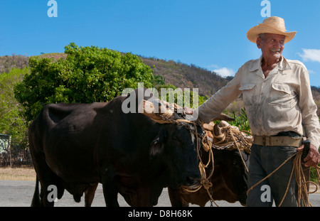 Kuba-Cienfuegos Greis Cowboy Porträt mit Ochsen am Straßenrand im landwirtschaftlichen Bereich Stockfoto