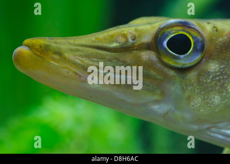 Hecht, Esox Lucius, Deutschland Stockfoto