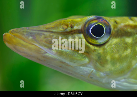 Hecht, Esox Lucius, Deutschland Stockfoto