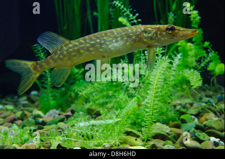 Hecht, Esox Lucius, Deutschland Stockfoto