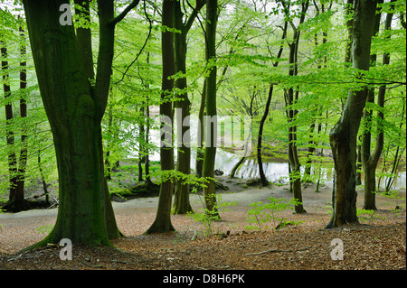 Buchenwald im Frühjahr am Fluss Hunte, Niedersachsen, Deutschland, Fagus sylvatica Stockfoto