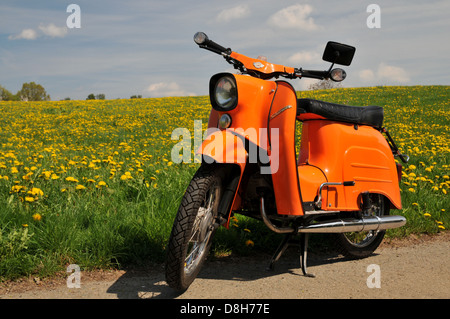 die Schwalbe Stockfoto