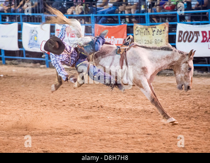 Ein gefällter Pferd Wettbewerb beim Helldorado Tage Professional Rodeo Cowboy Teilnehmer in Las Vegas Stockfoto