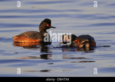 Schwarzhals-Haubentaucher, Podiceps Nigricollis, Goldenstedter Moor, Niedersachsen, Deutschland Stockfoto