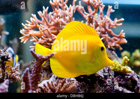 Zebrasoma Flavescens - bunte Seefisch Stockfoto