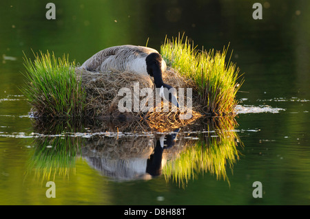 Kanada-Gans nisten, Branta Canadensis, Niedersachsen, Deutschland Stockfoto