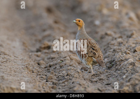 graues Rebhuhn, Perdix Perdix, Niedersachsen, Deutschland Stockfoto