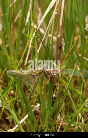 ViersterneresortAll Spotted Chaser Libelle aus Nymphe Haut als geflügelte Erwachsener Stockfoto