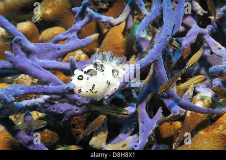 Nacktschnecke auf Korallenriffen Stockfoto