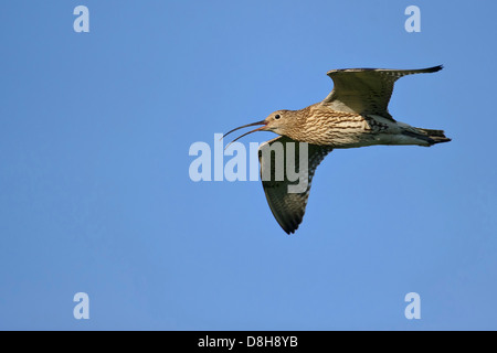 Eurasische Brachvogel Numenius Arquata, Goldenstedter Moor, Niedersachsen, Deutschland Stockfoto