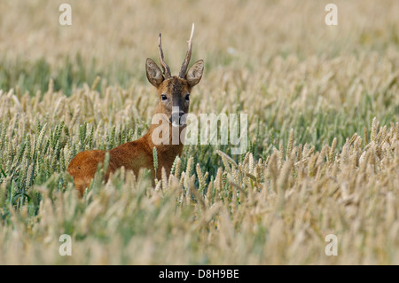 Rehbock im Feld, Capreolus capreolus Stockfoto