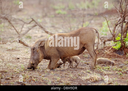 Ein weiblichen Warzenschwein (Phacochoerus Aethiopicus) Weiden während zwei ihre Ferkel säugen im Kruger National Park, Südafrika. Stockfoto