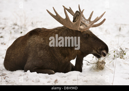 Männliche Elche im Schnee Stockfoto