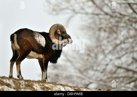 europäischer Mufflon Stockfoto