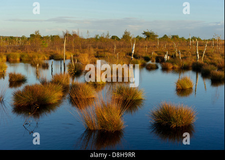 Rehdener Geestmoor, Niedersachsen, Deutschland Stockfoto