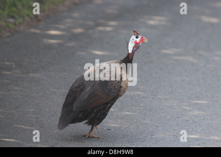 Behelmte Perlhühner beim Überqueren der Straße Stockfoto