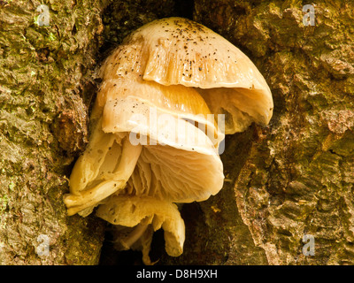 Bolbitius Vitellinus Goldmistpilz Stockfoto