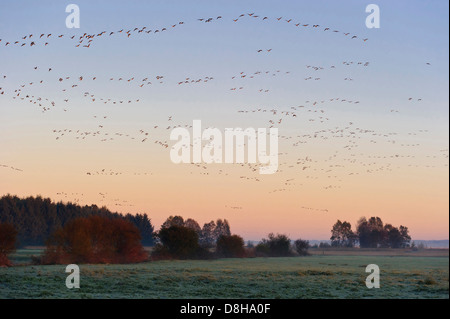 größere weiße – Blässgänse Gänse, Rehdener Geestmoor, Niedersachsen, Deutschland Stockfoto