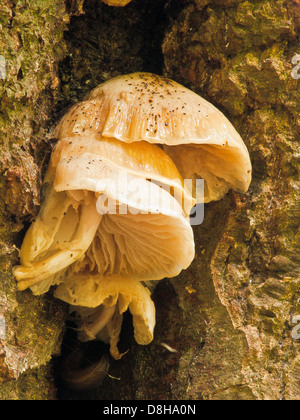 Bolbitius Vitellinus Goldmistpilz Stockfoto