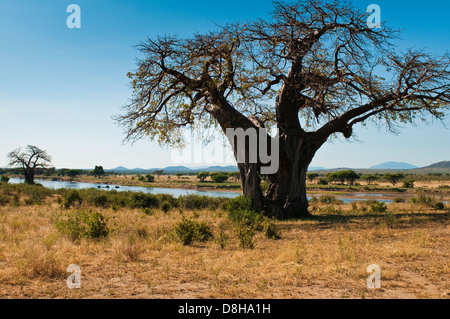 Baobab-Baum in Ruaha Nationalpark, Iringa Region, zentralen Tansania, Afrika Stockfoto