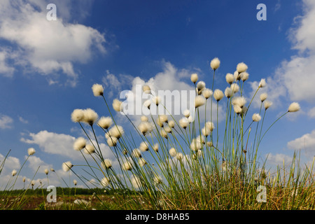 Hares-Tail Wollgras, Wollgras Vaginatum, Goldenstedter Moor, Niedersachsen, Deutschland Stockfoto