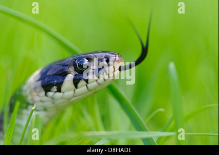 Grass Snake, Natrix Natrix, Goldenstedter Moor, Niedersachsen, Deutschland Stockfoto