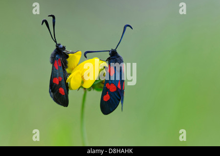 sechs-Ort Burnets, Zygaena Filipendulae, Goldenstedter Moor, Niedersachsen, Deutschland Stockfoto