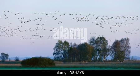 größere weiße – Blässgänse Gänse, Rehdener Geestmoor, Niedersachsen, Deutschland Stockfoto