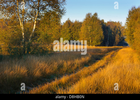 Rehdener Geestmoor, Niedersachsen, Deutschland Stockfoto