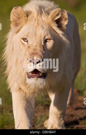 Männliche weiße Löwe zu Fuß in Richtung der Kameras. Südafrika Stockfoto